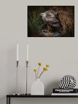 Long-legged buzzard and his prey Poster och Canvastavla