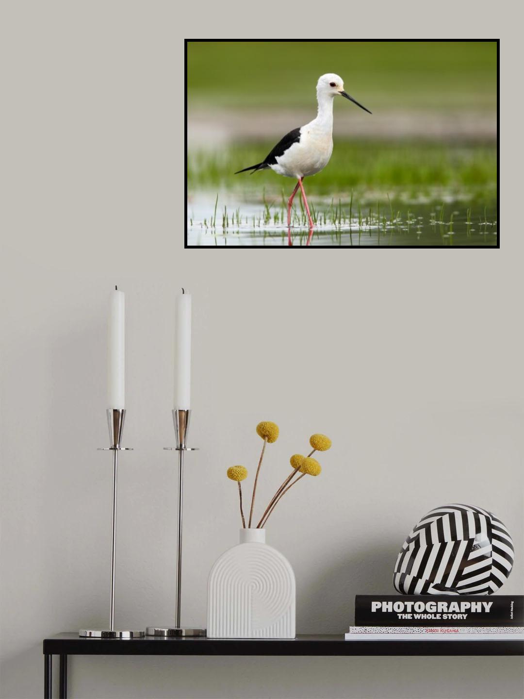 Himantopus himantopus Poster och Canvastavla