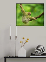 Brown-throated sloth Poster och Canvastavla