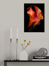 Tenderness Poster och Canvastavla