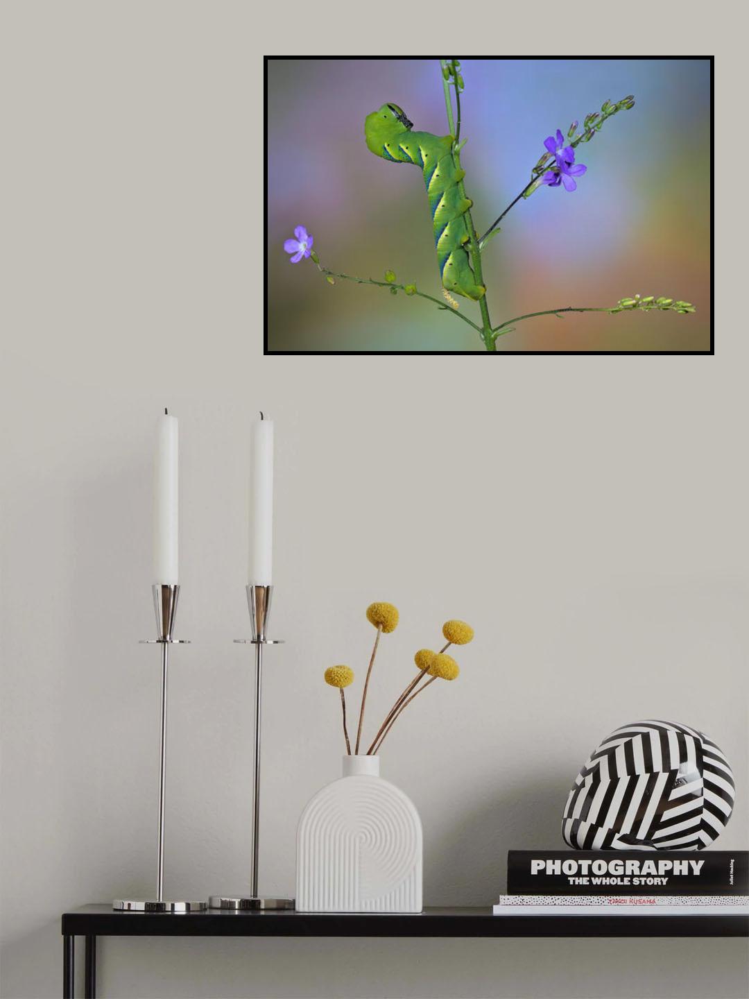 Acherontia Poster och Canvastavla