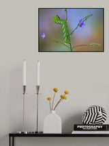 Acherontia Poster och Canvastavla