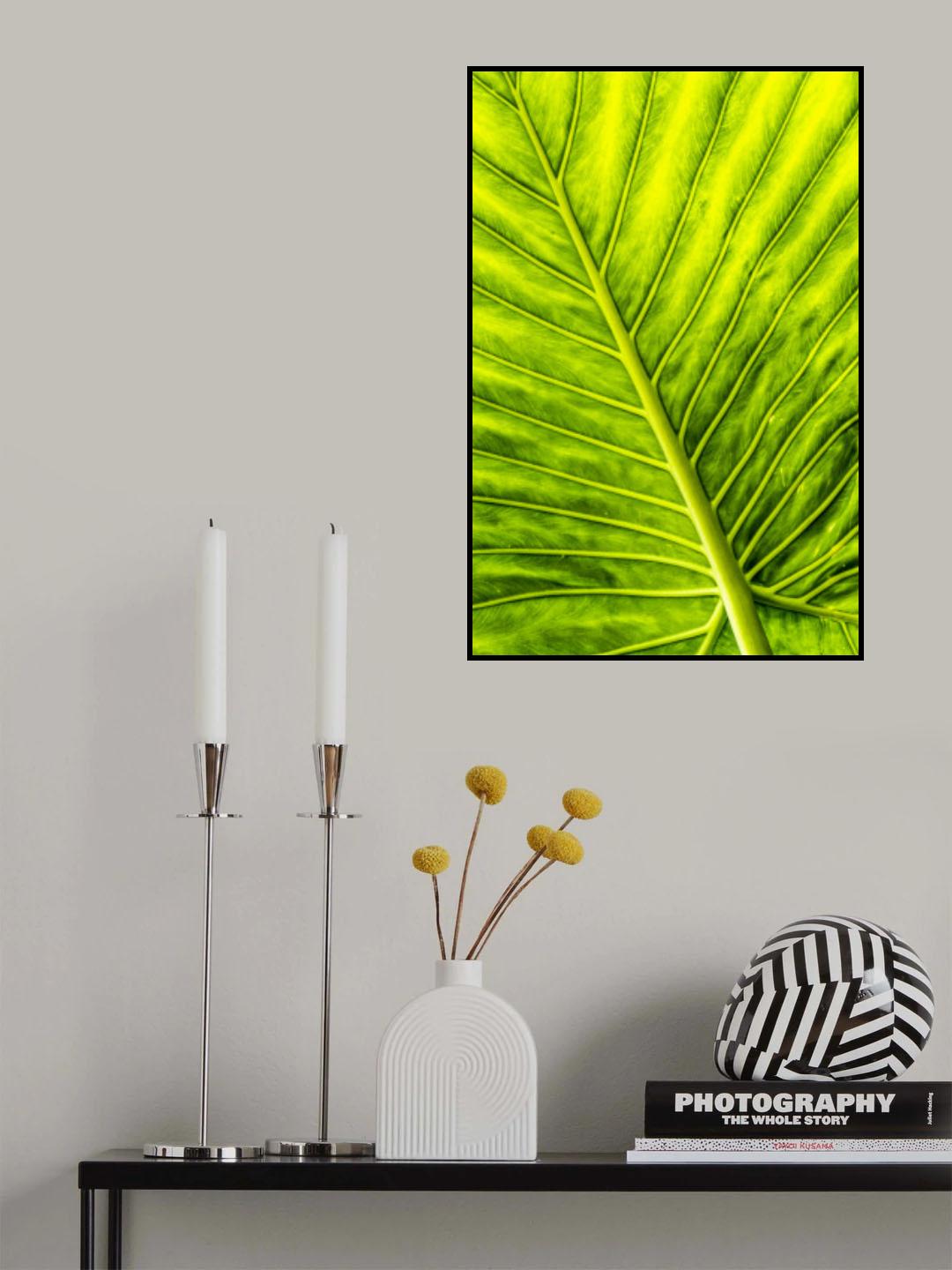 Arrow Leaf Poster och Canvastavla