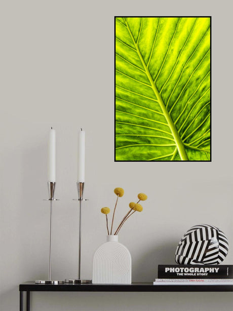 Arrow Leaf Poster och Canvastavla