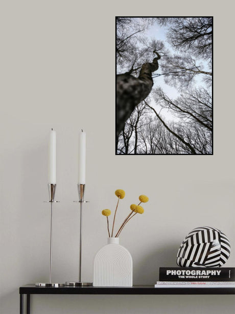 Forest Poster och Canvastavla