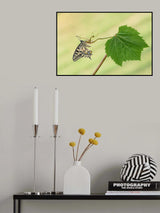Machaon and grape leaf Poster och Canvastavla
