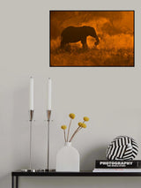 Golden Elephant in Savute Poster och Canvastavla