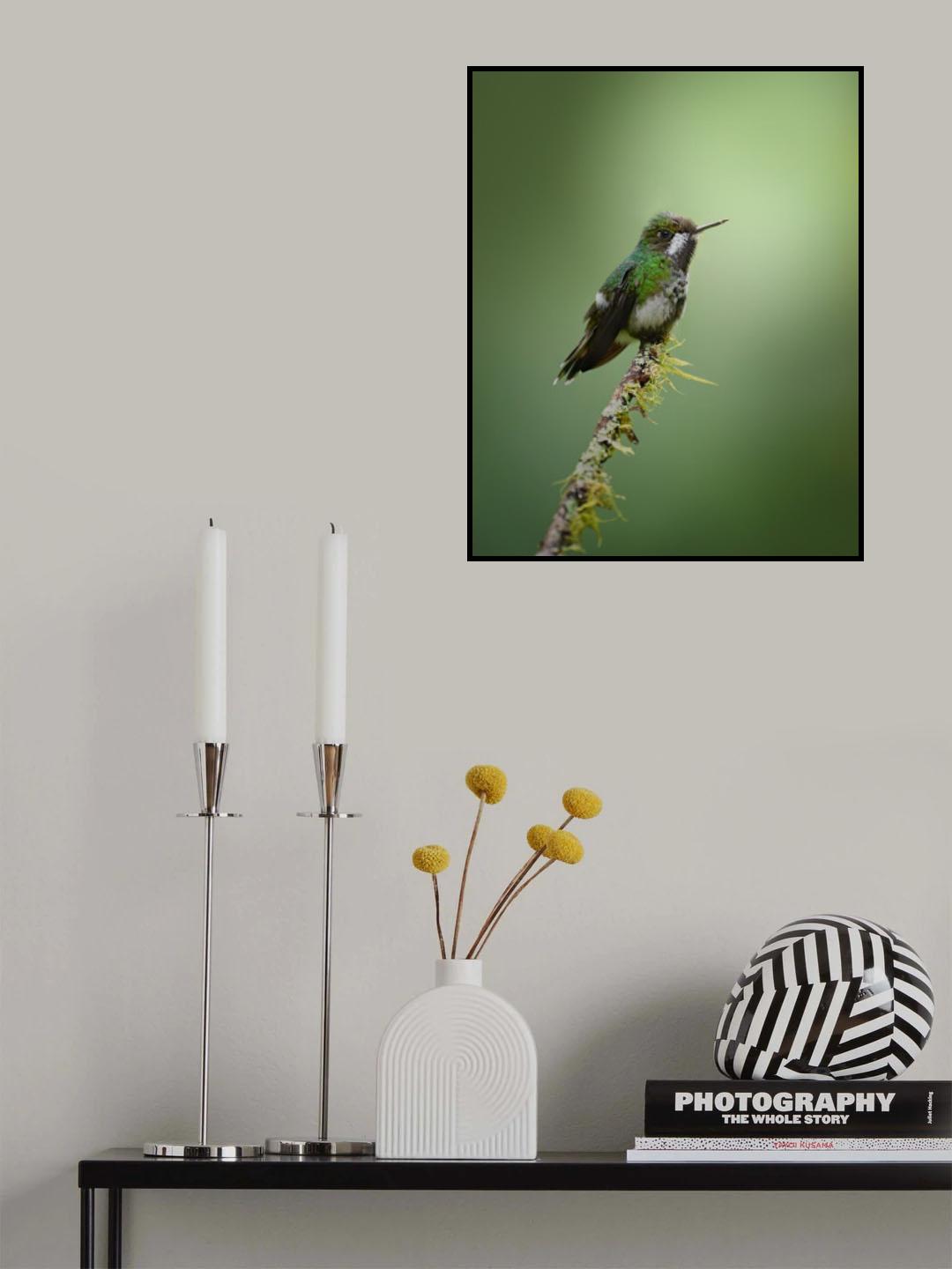 Discosura conversii Poster och Canvastavla