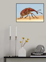 chrome red in nature Poster och Canvastavla