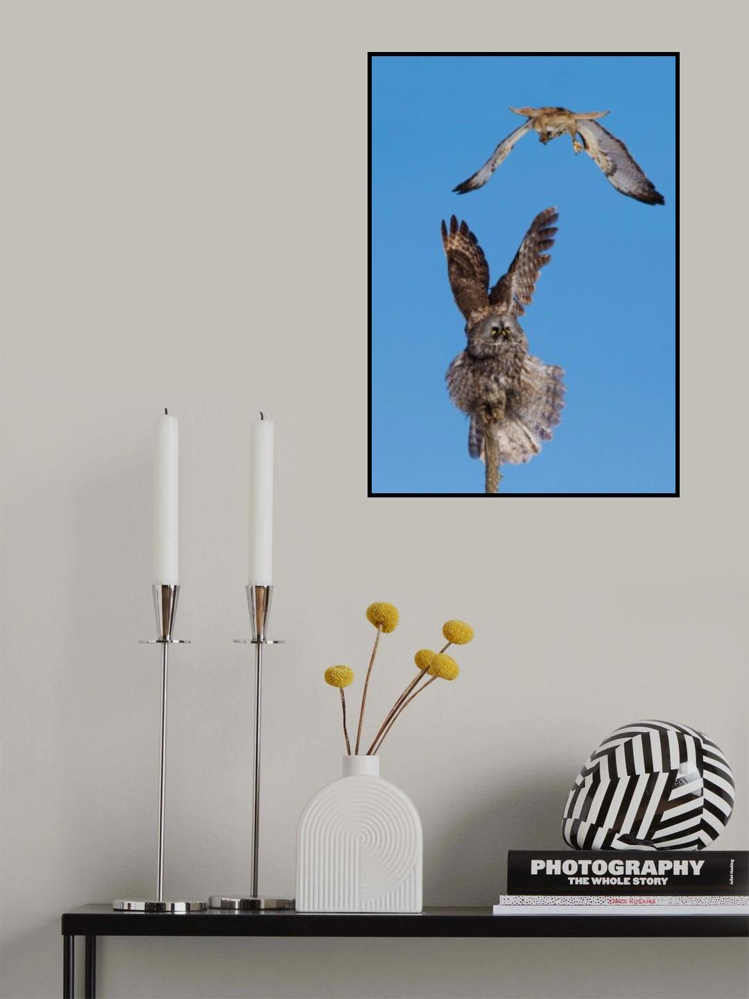 Great Grey Owl VS Red-tailed Hawk Poster och Canvastavla