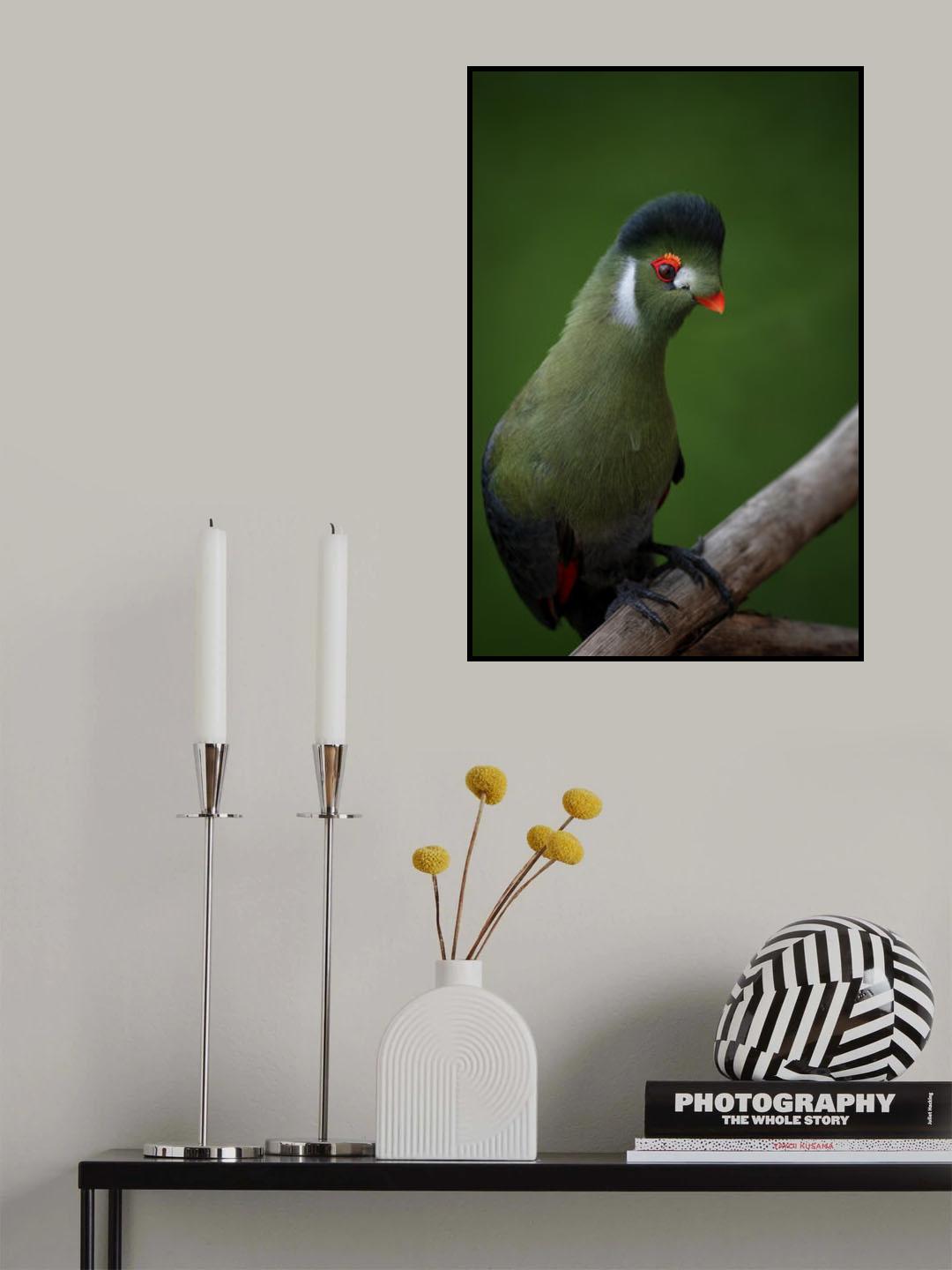 Strike a pose - White-cheeked Turaco Poster och Canvastavla