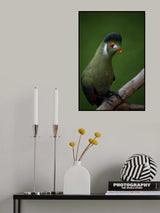 Strike a pose - White-cheeked Turaco Poster och Canvastavla