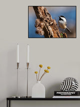 A Perch Fit For A Chickadee Poster och Canvastavla