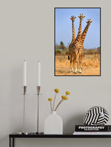 Three Headed Giraffe Poster och Canvastavla
