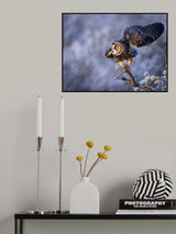 Long-eared owl Poster och Canvastavla