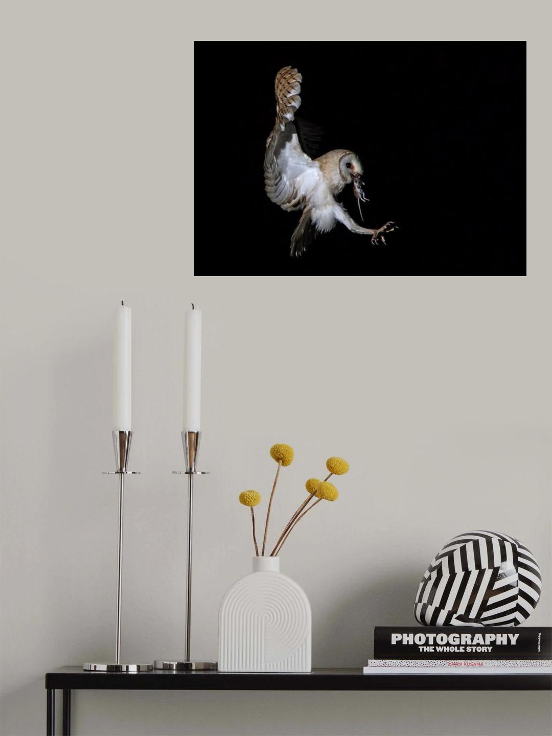 Tyto alba Poster och Canvastavla