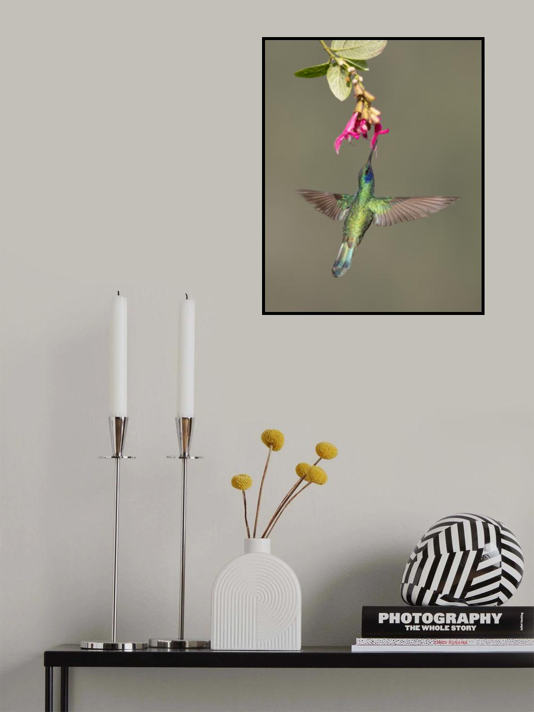 Sparkling Violetear Poster och Canvastavla