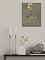 Sparkling Violetear Poster och Canvastavla