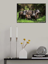 Wild boar family Poster och Canvastavla