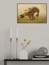 Steppe Eagle Poster och Canvastavla