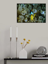 Symbiotic Poster och Canvastavla