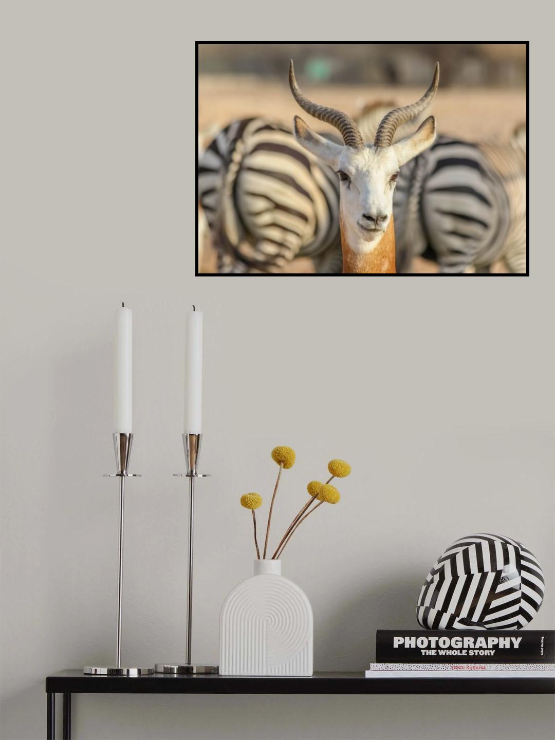 Portrait with Zebra background Poster och Canvastavla