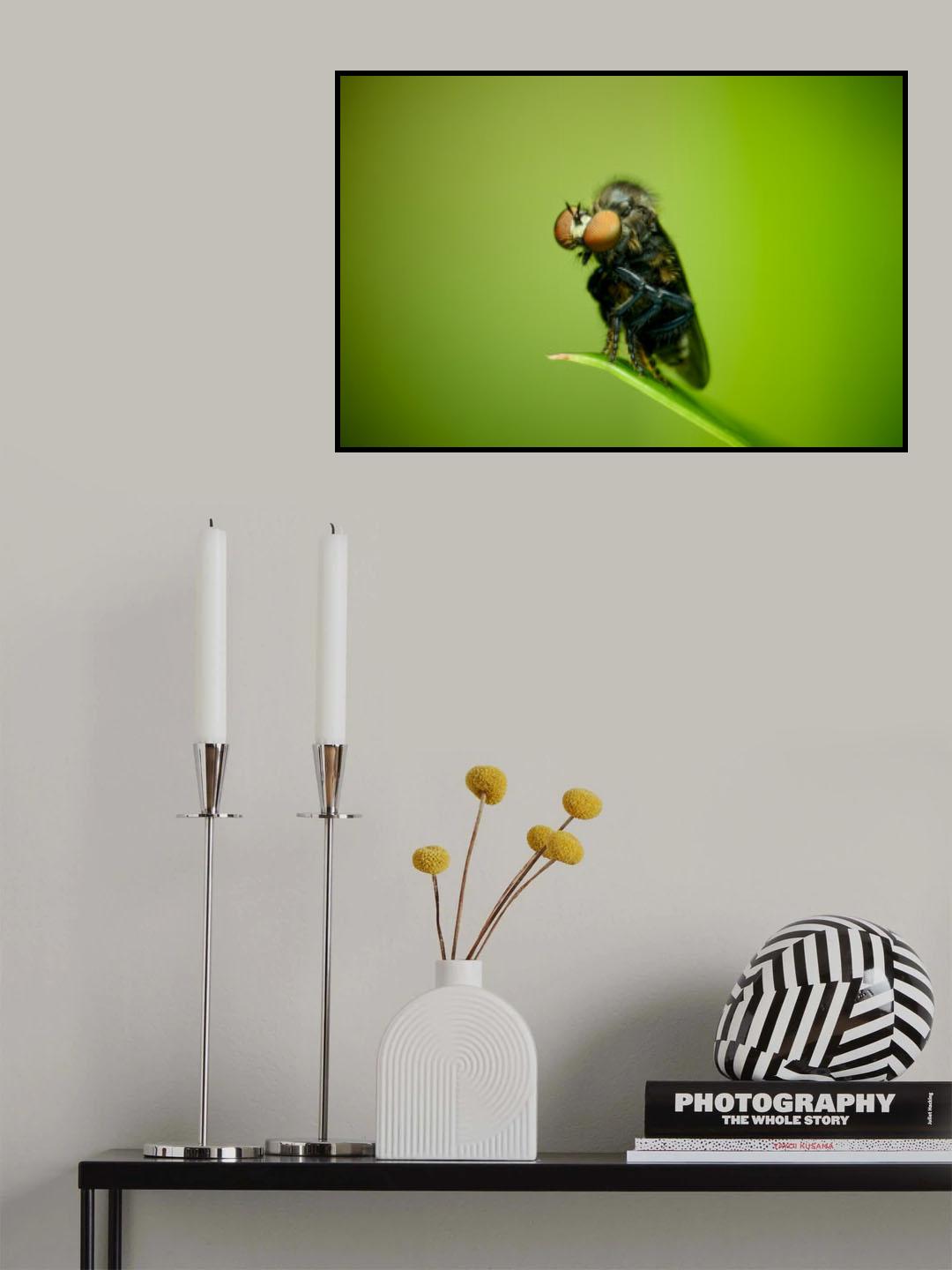 Asilidae01 Poster och Canvastavla