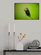 Asilidae01 Poster och Canvastavla