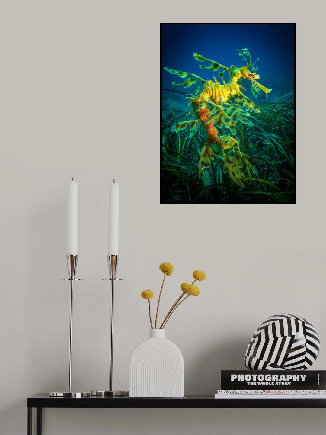 Leafy Sea Dragon - male with eggs Poster och Canvastavla