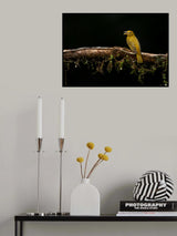 Summer  Tanager Poster och Canvastavla