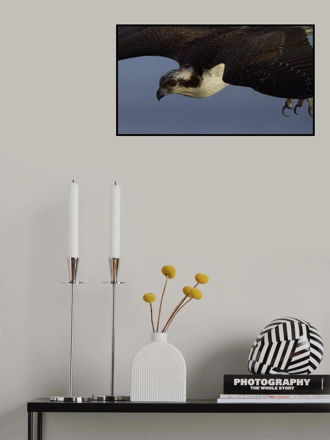 Osprey Down Poster och Canvastavla