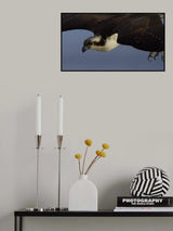 Osprey Down Poster och Canvastavla