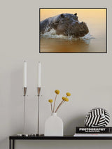The rise of the hippo Poster och Canvastavla