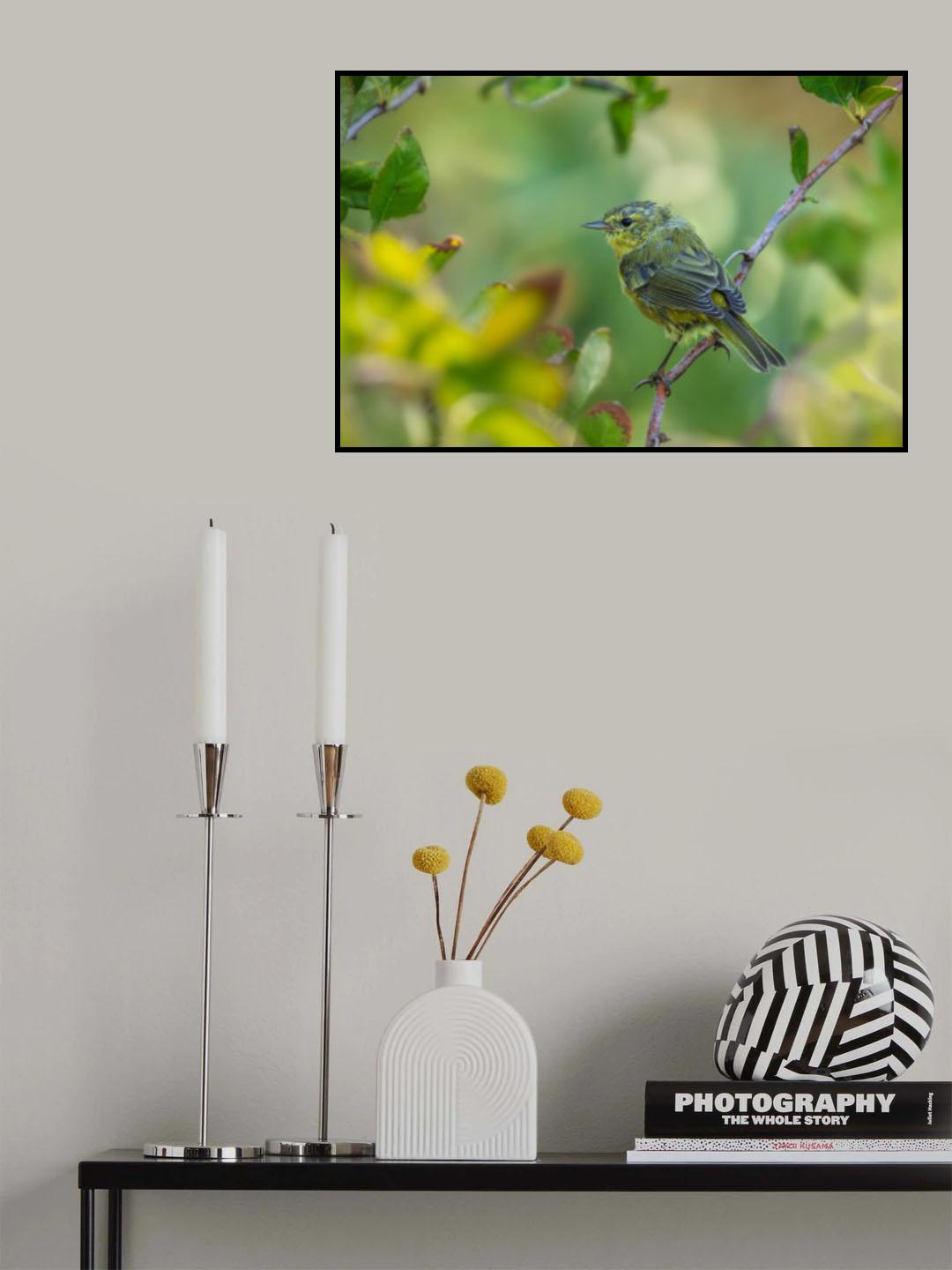 Goldfinch Poster och Canvastavla