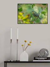 Goldfinch Poster och Canvastavla