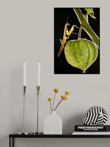 Harvesting Poster och Canvastavla