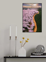 Cherry blossoms Poster och Canvastavla