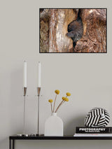 Baby porcupine in tree Poster och Canvastavla