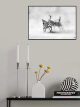 ZEBRAS Poster och Canvastavla