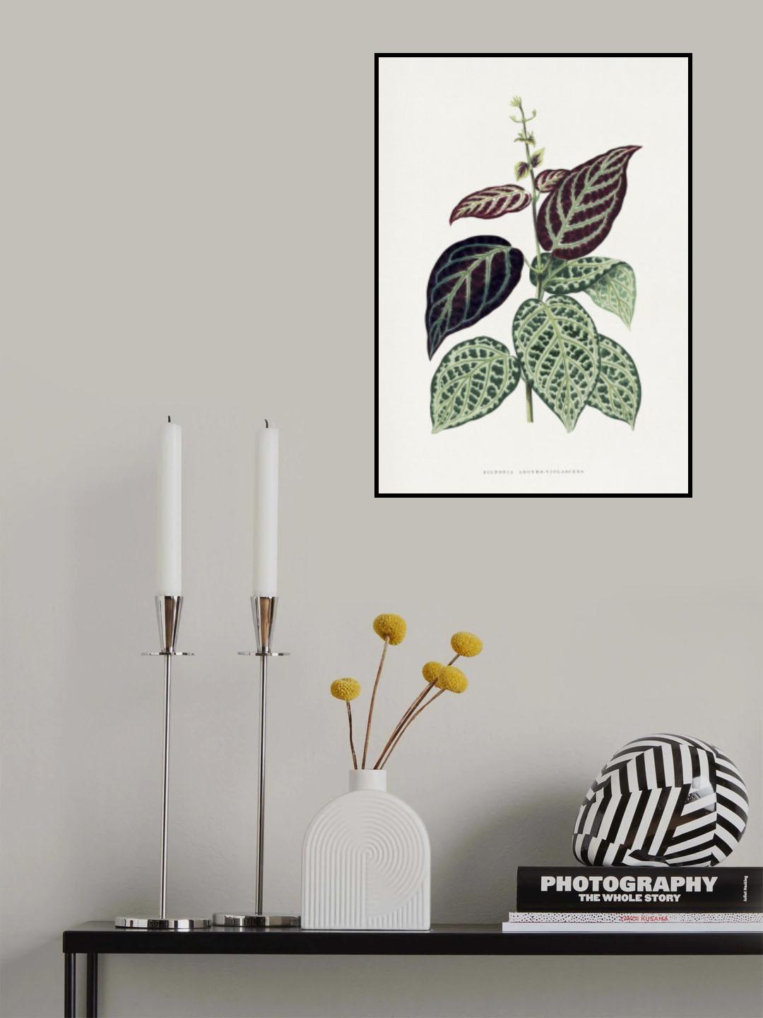 Green Bignonia Argyro Violascens Leaf Illustration Poster och Canvastavla