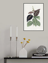 Green Bignonia Argyro Violascens Leaf Illustration Poster och Canvastavla