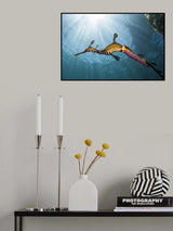 Weedy Seadragon Profile Poster och Canvastavla