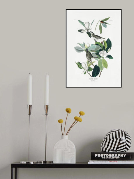 Warbling Flycatcher From Birds of America (1827) Poster och Canvastavla