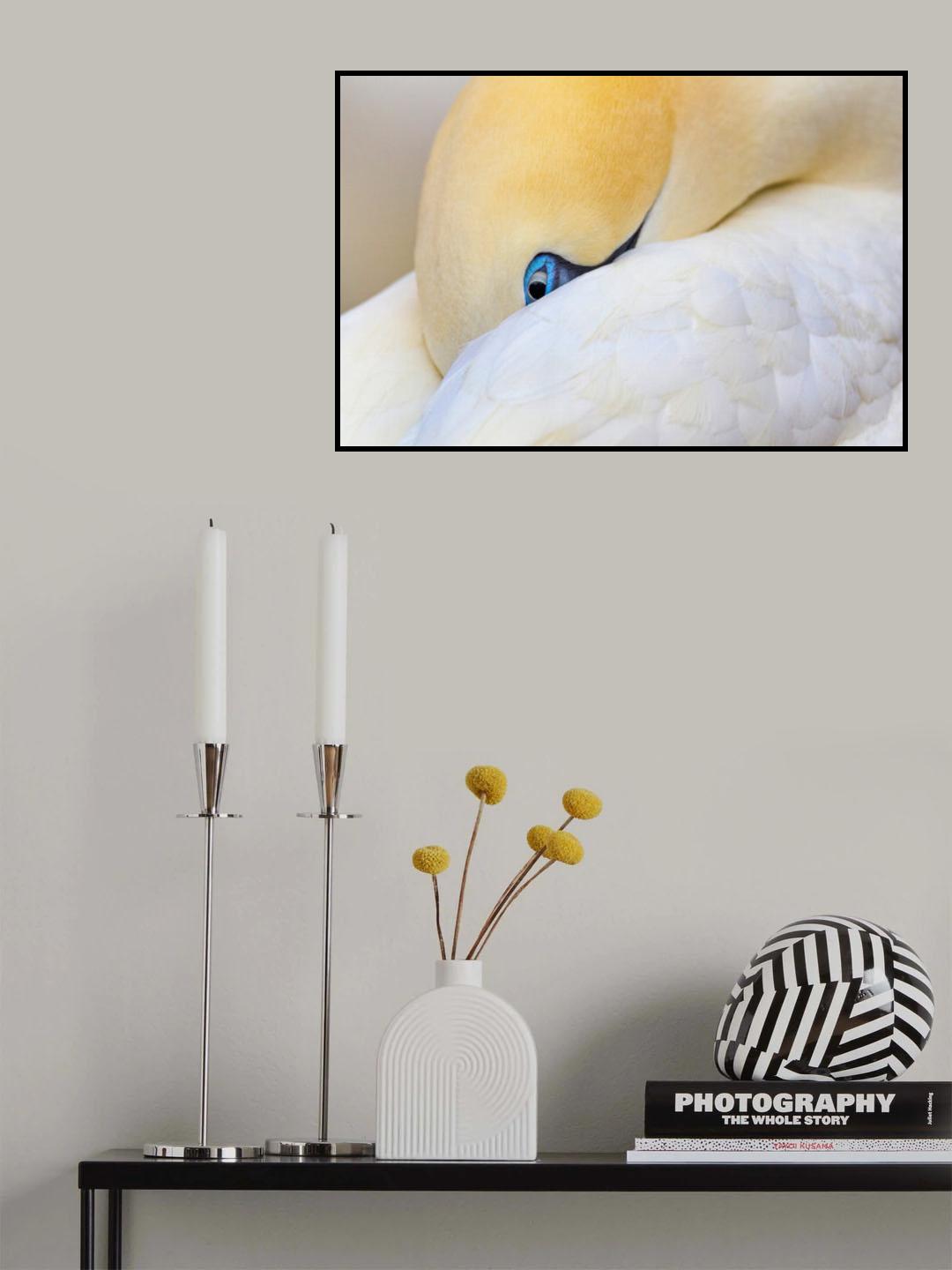 Hidden gannet Poster och Canvastavla