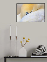 Hidden gannet Poster och Canvastavla