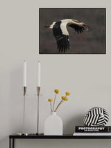 Ciconia flight Poster och Canvastavla