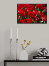 colorful tulips Poster och Canvastavla
