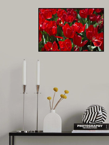 colorful tulips Poster och Canvastavla