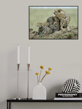 Cheetah Poster och Canvastavla