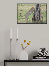 Marking territory Poster och Canvastavla